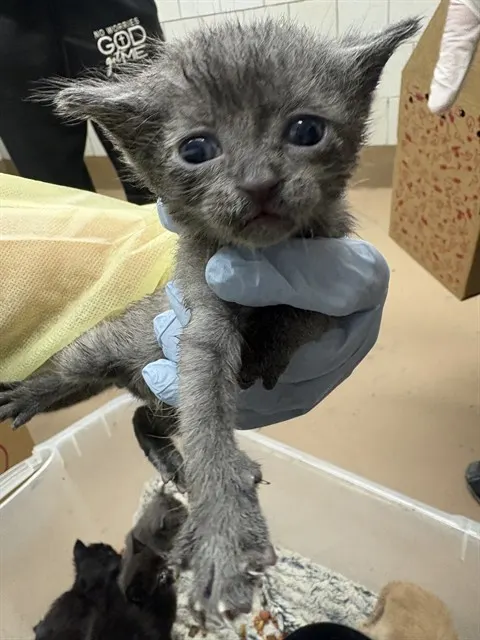 Adoptable Cat