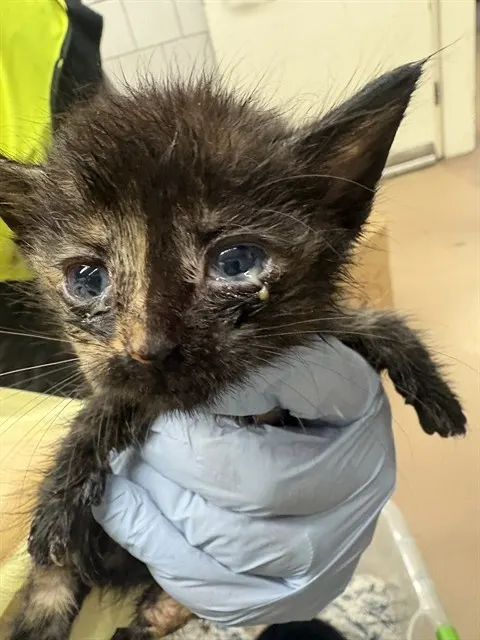 Adoptable Cat