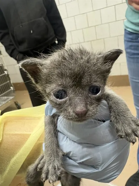 Adoptable Cat