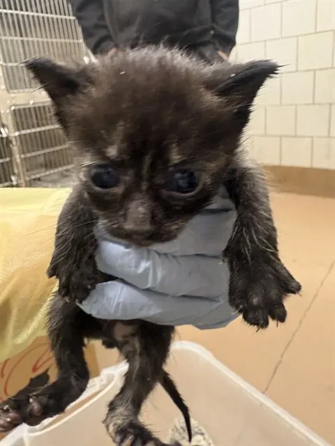 Adoptable Cat