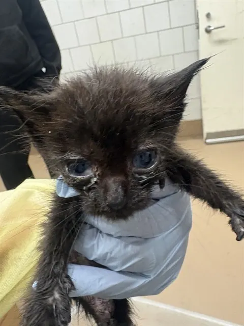 Adoptable Cat