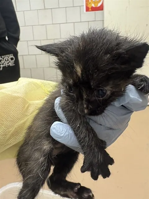 Adoptable Cat