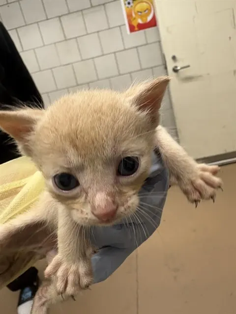 Adoptable Cat