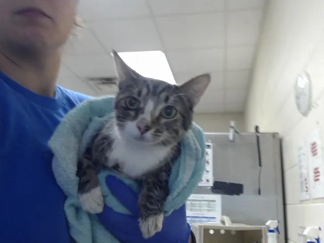 Adoptable Cat