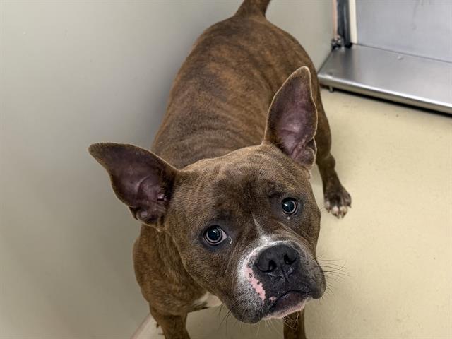 Adoptable Dog