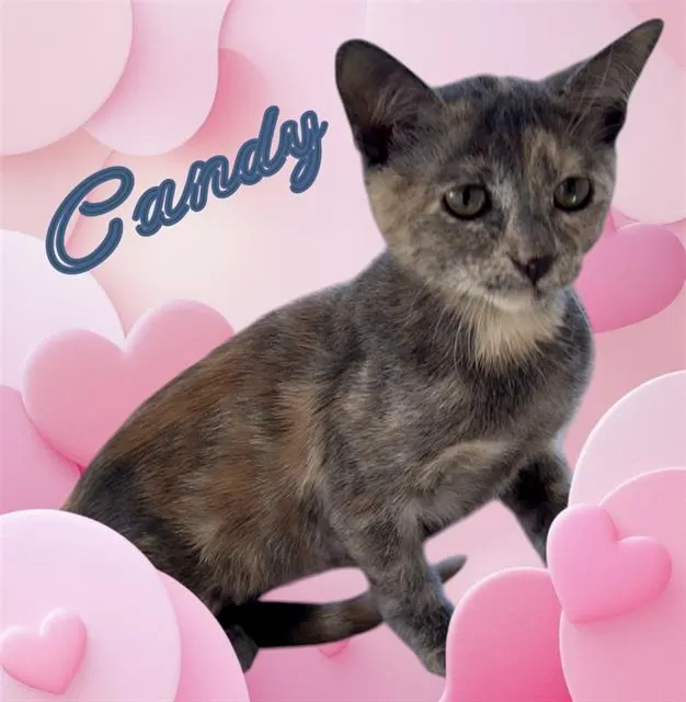 *Candy