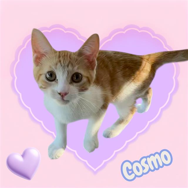 *Cosmo