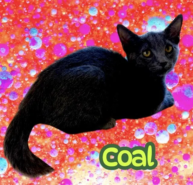 *Coal