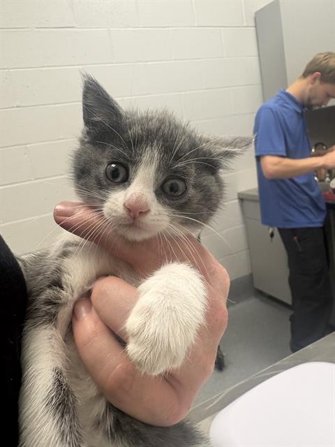 Mike Meowzoski