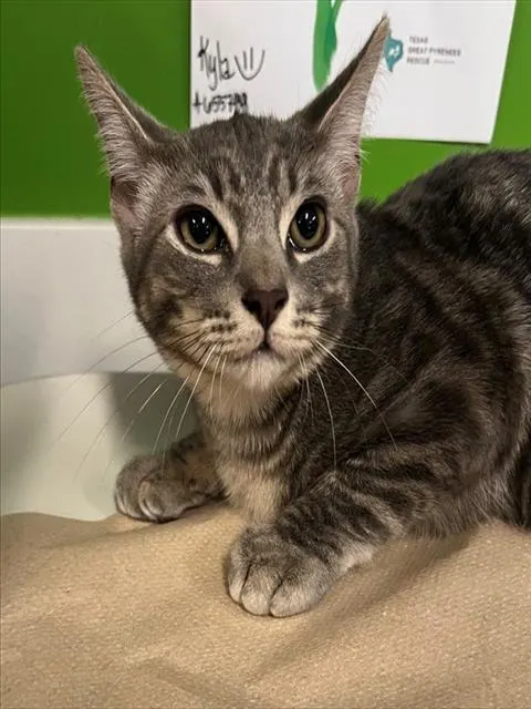Zuko