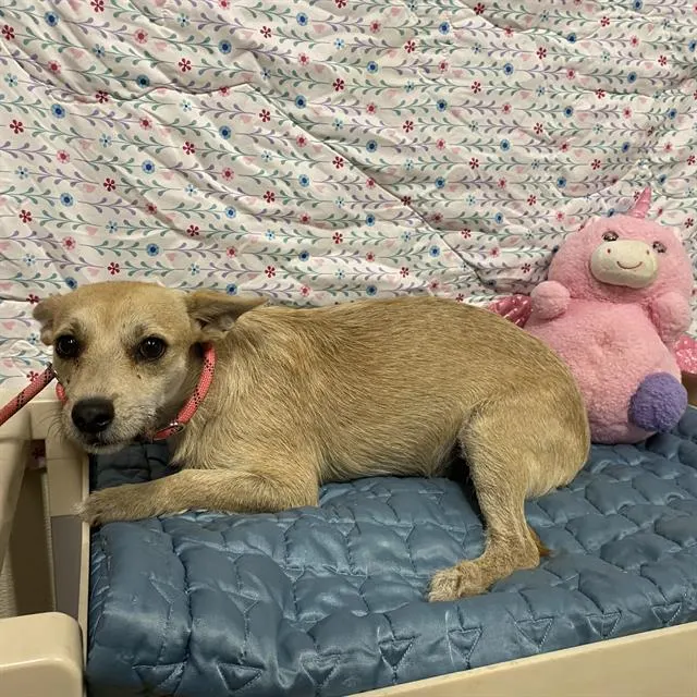 Adoptable Dog