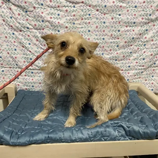 Adoptable Dog