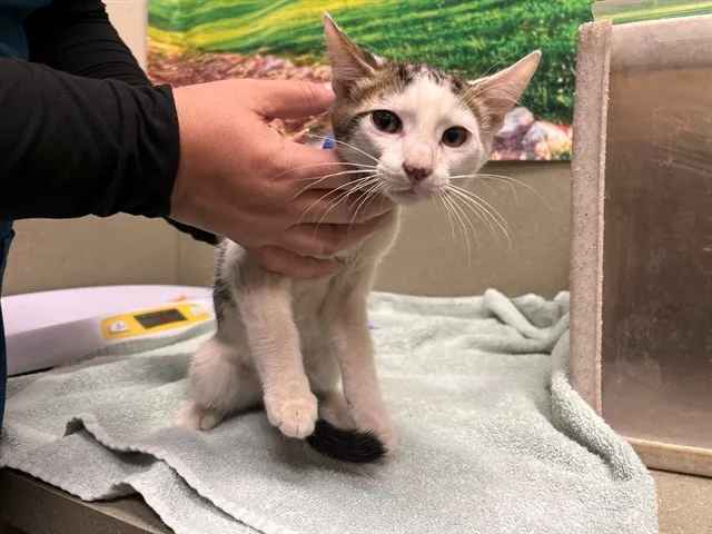 Adoptable Cat