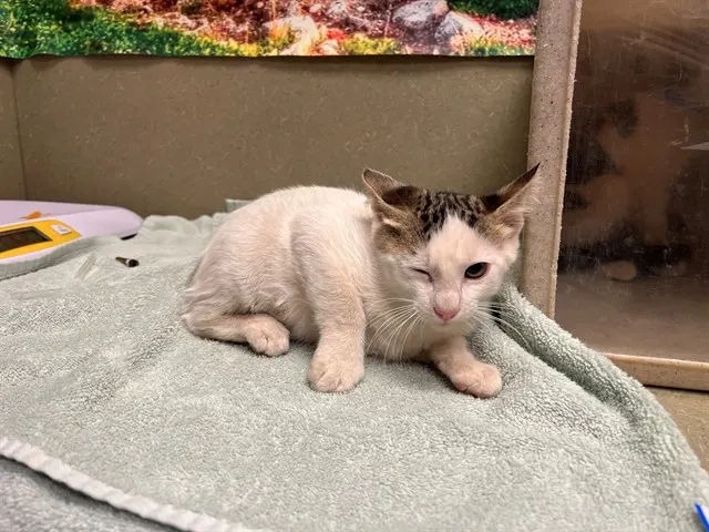 Adoptable Cat