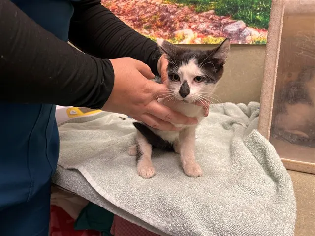 Adoptable Cat