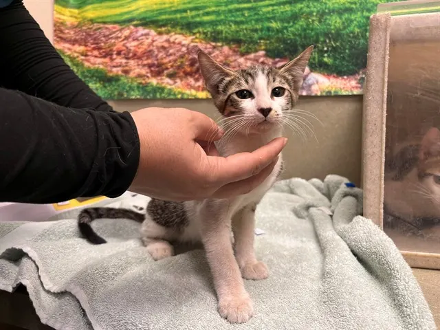 Adoptable Cat