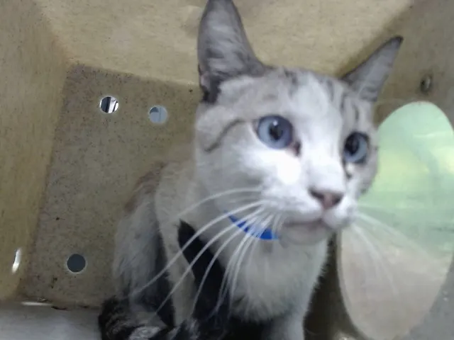 Adoptable Cat
