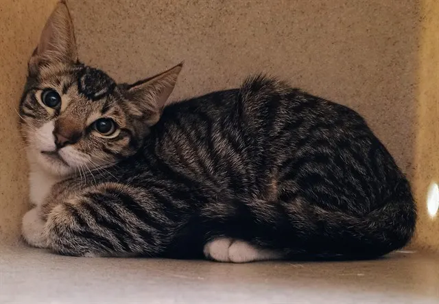 Adoptable Cat