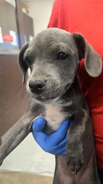 Adoptable Dog