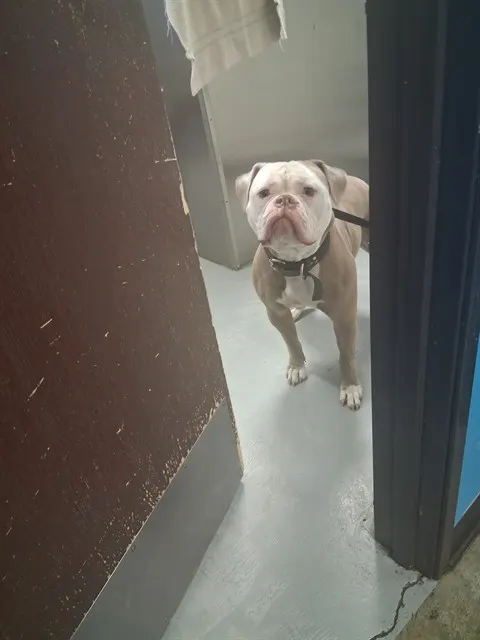 Stella