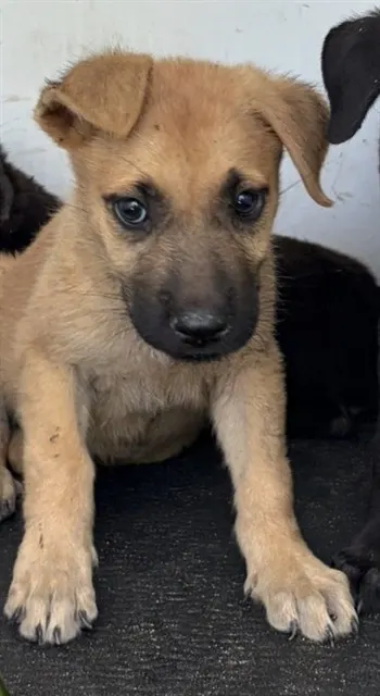 Adoptable Dog