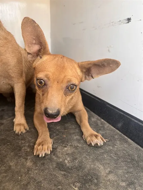 Adoptable Dog
