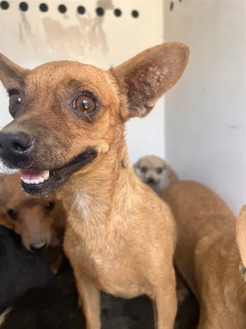 Adoptable Dog