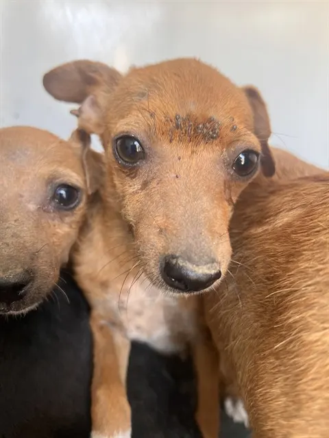 Adoptable Dog