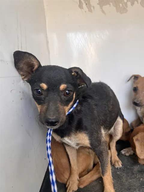 Adoptable Dog