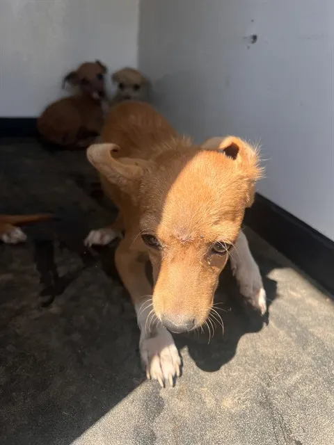 Adoptable Dog