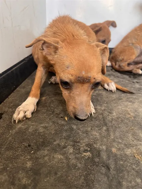 Adoptable Dog