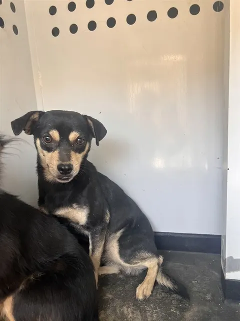 Adoptable Dog