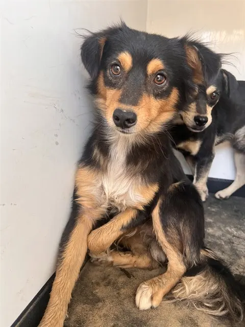 Adoptable Dog