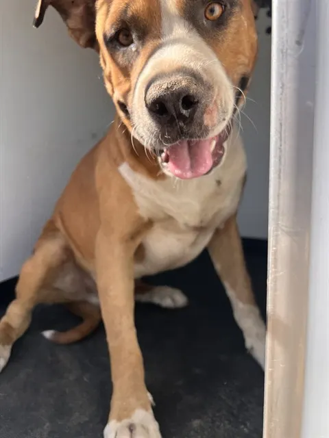 Adoptable Dog