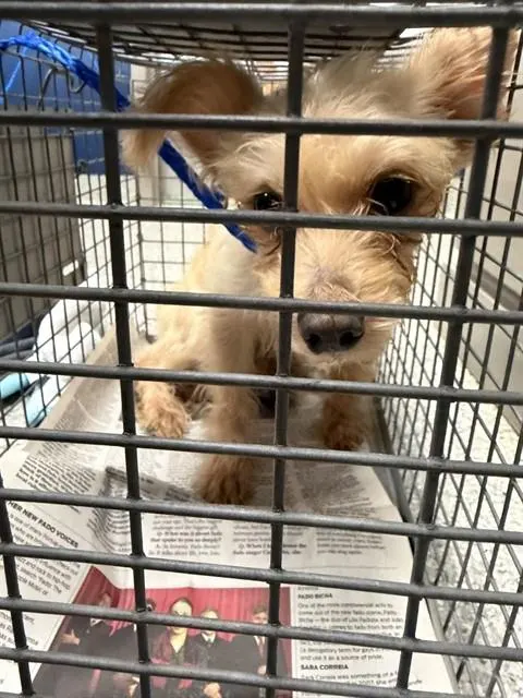 Adoptable Dog