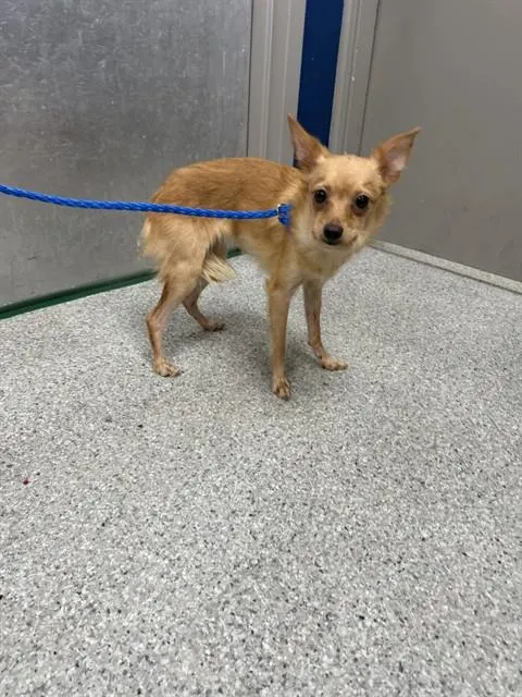 Adoptable Dog