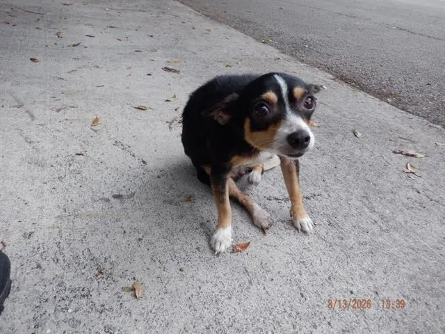 Mimi