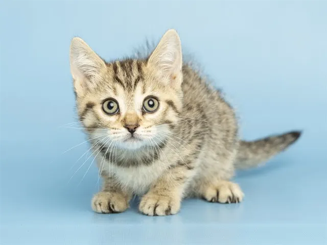 Felix