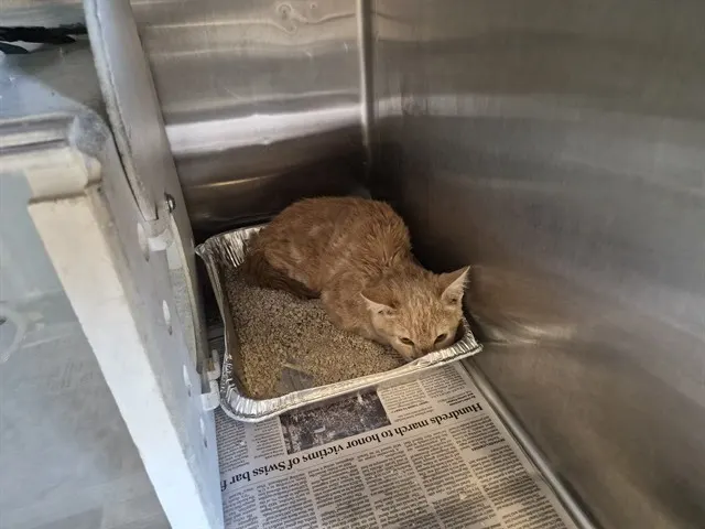 Adoptable Cat