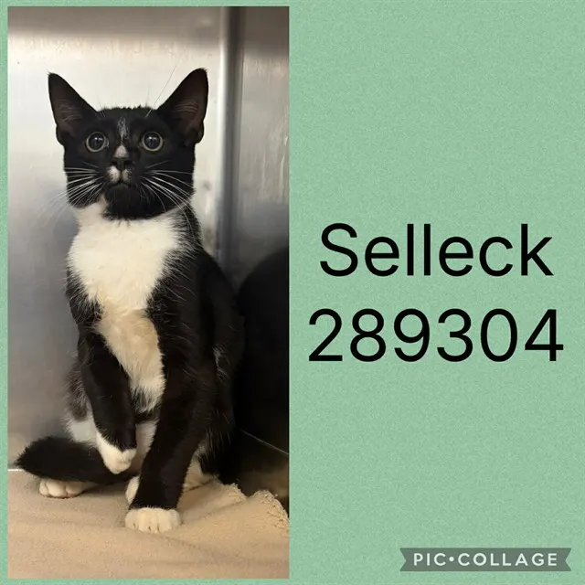 Selleck