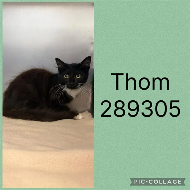 Thom