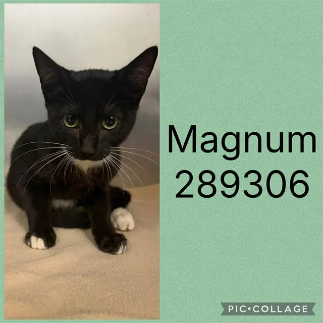 Magnum