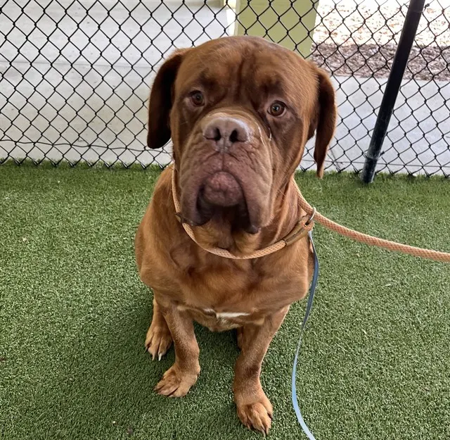 Ralphie