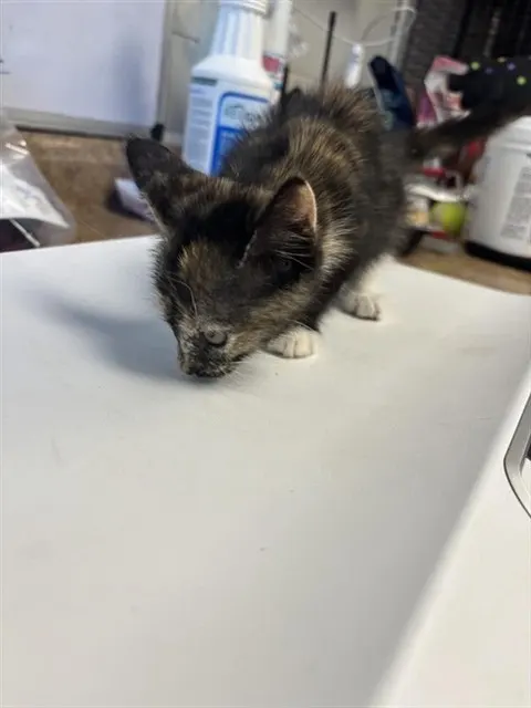 Adoptable Cat