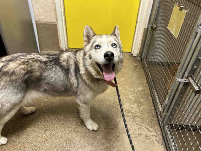 Adoptable Dog