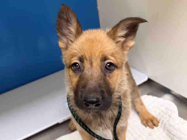 Adoptable Dog