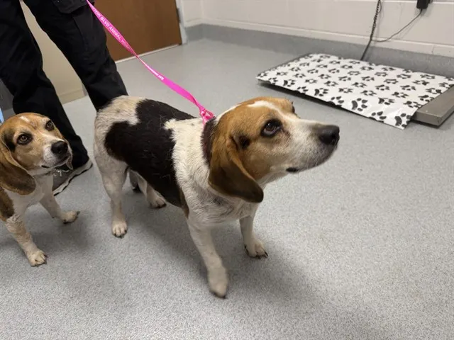 Adoptable Dog