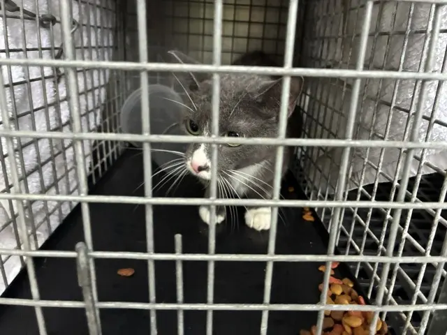 Adoptable Cat