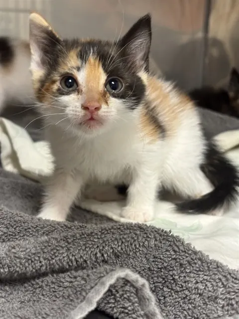 Mocha