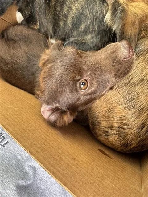 Cocoa
